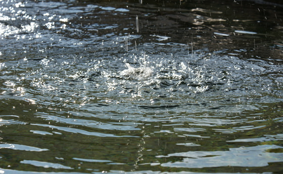 Lebendiges Wasser