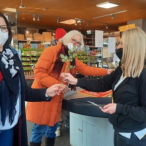 Weltfrauentag – Faire Rosen für Frauenrechte.