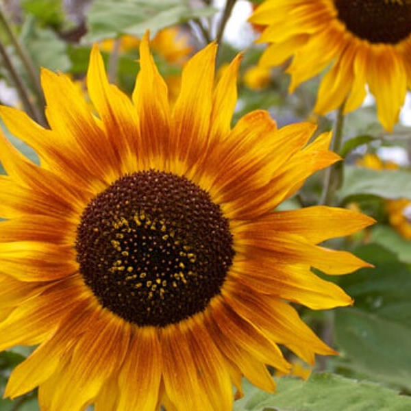 Sonnenblumen