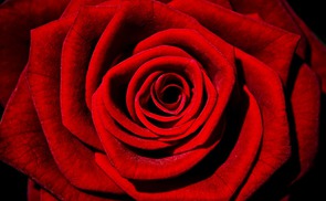 Rote Rosen zum Valentinstag